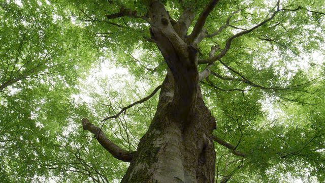 Ett träd taget nerifrån och upp med mycket gröna blad