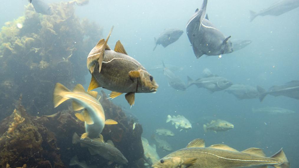 Flera fiskar i olika färger simmandes i havet