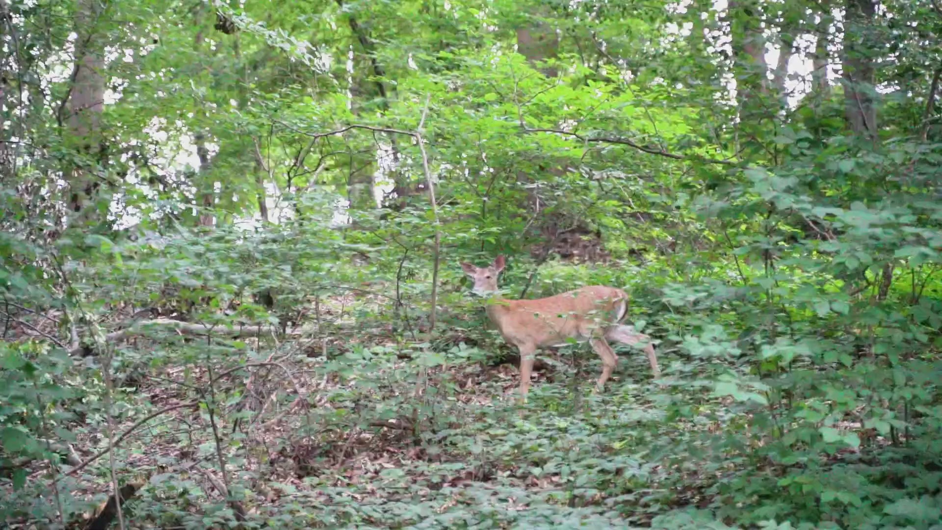 VARUN PLORER Elcykel Reklamvideo - Wheelyshop.se
